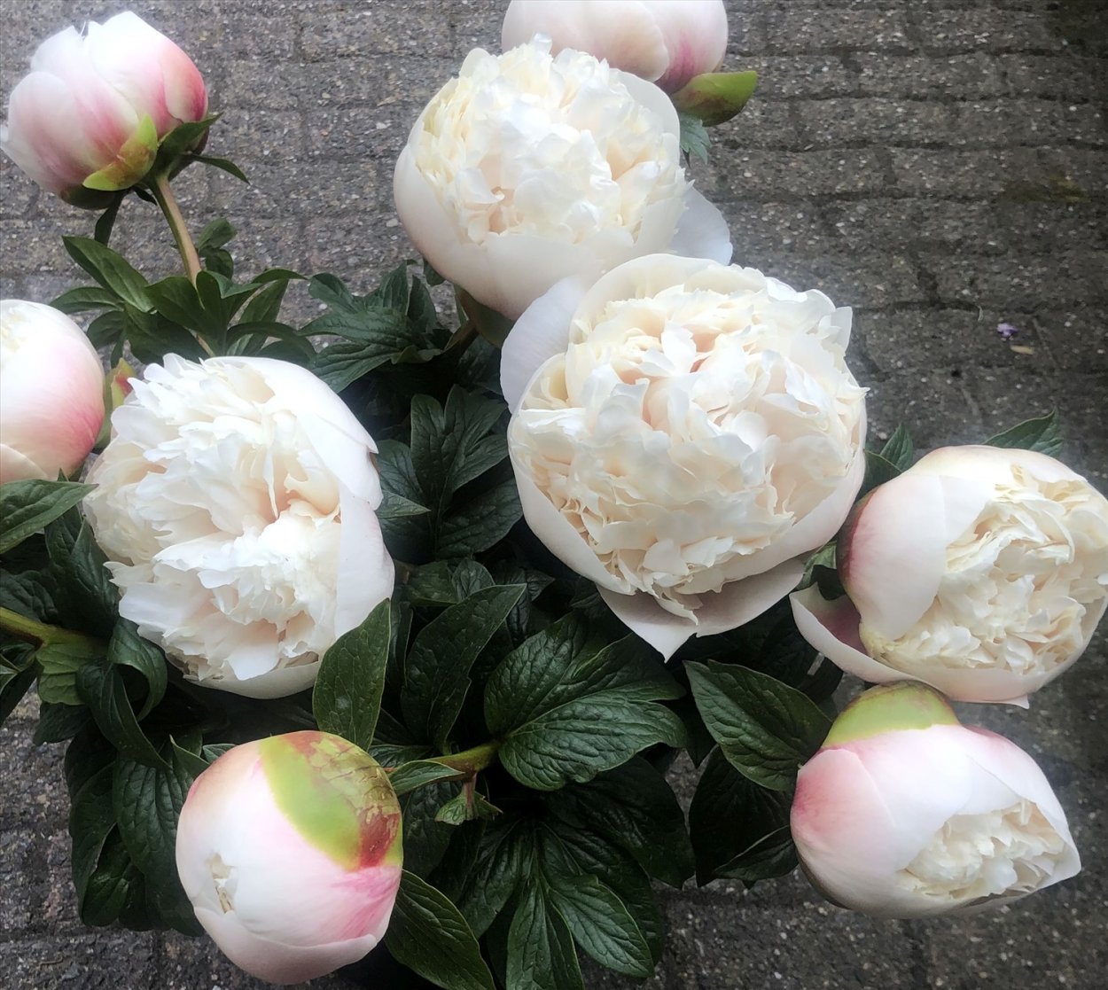 Пион полковник Оуэн Казинс