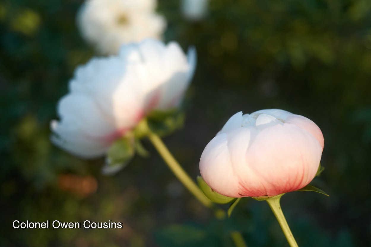 King's Ransom пион