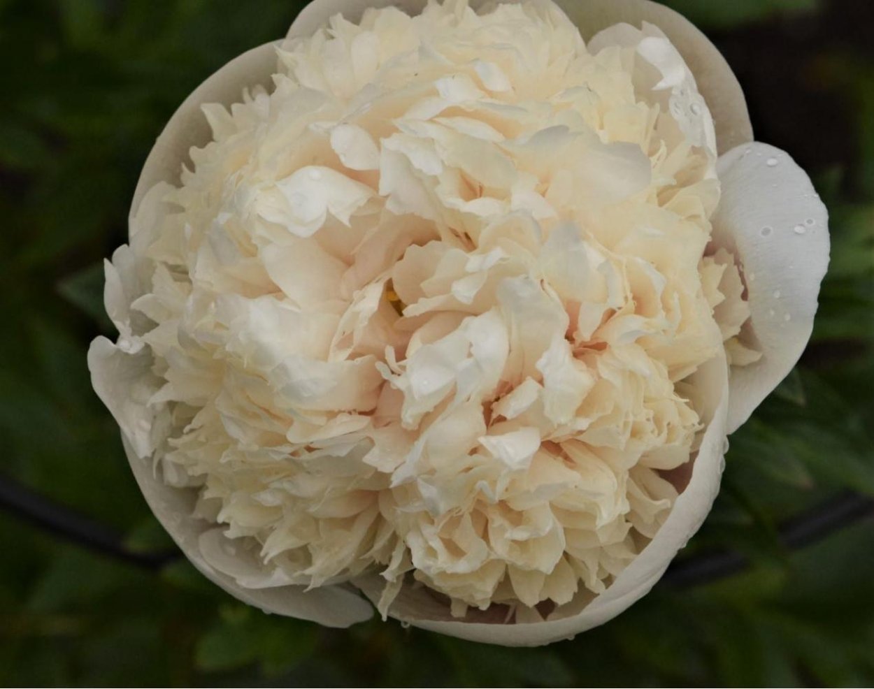 Пион сорт Оуэн Казенс