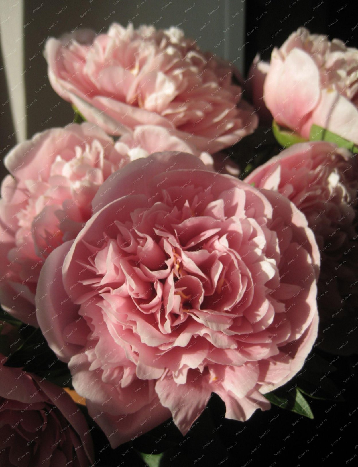 Пион Colonel Owl cuseenc.