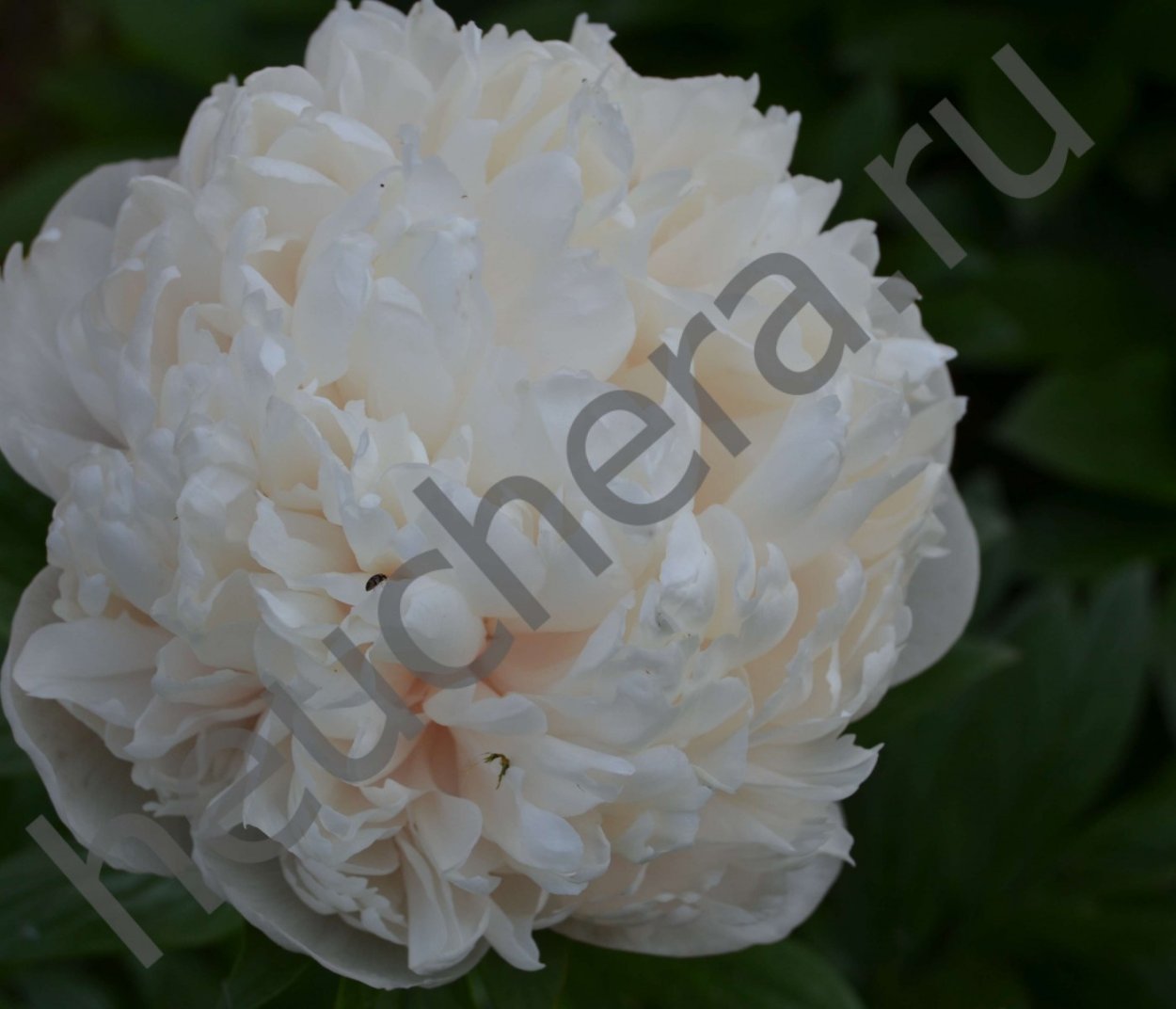 Colonel Owen cousins пион