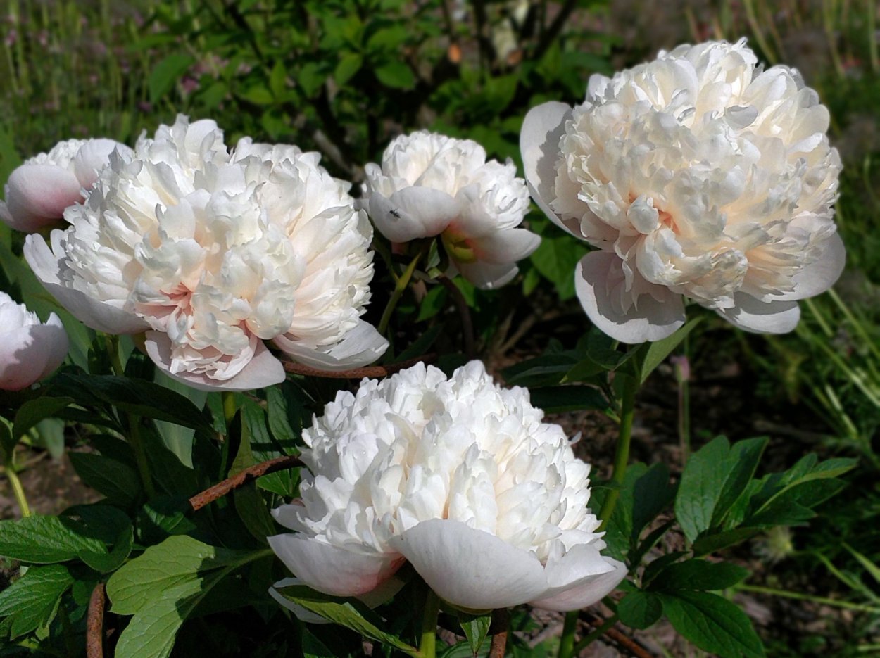 Пион Оуэн Казенс