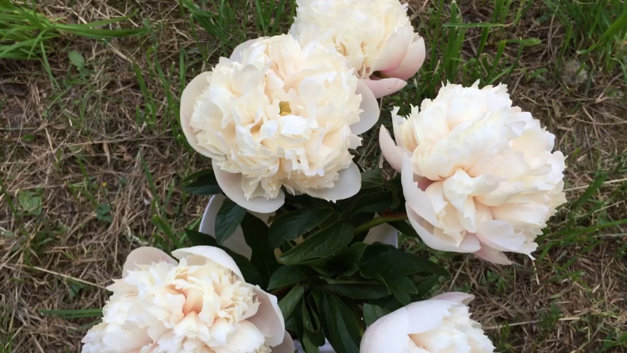 Пион травянистый Джокер