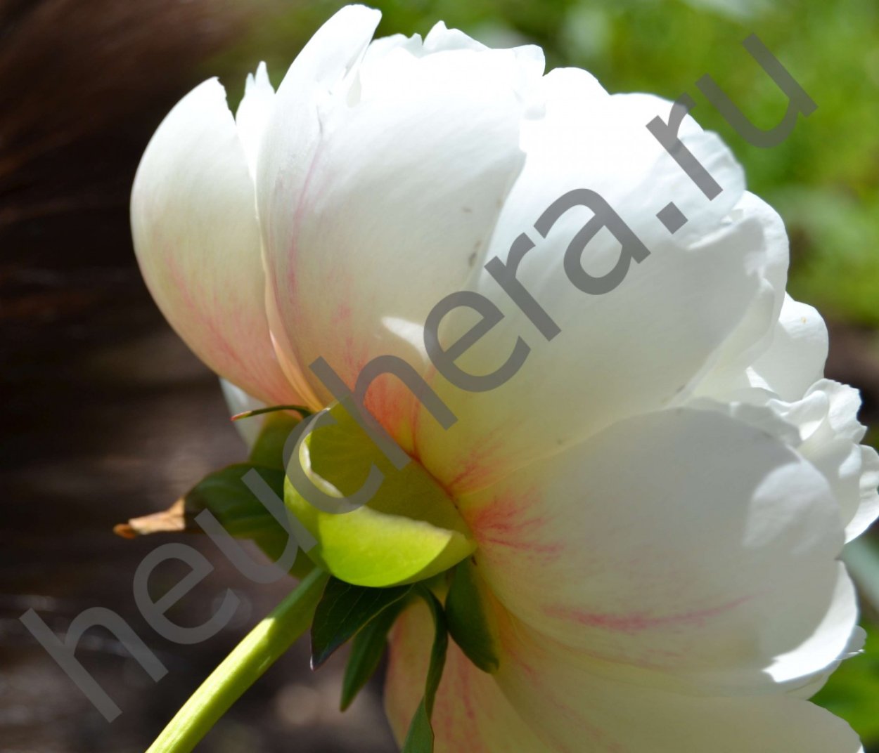 Пионы Эстетика