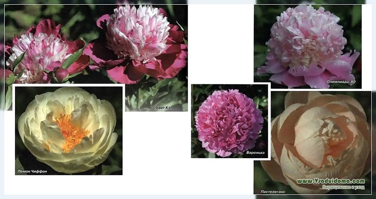 Сорт пиона Энн Казенс