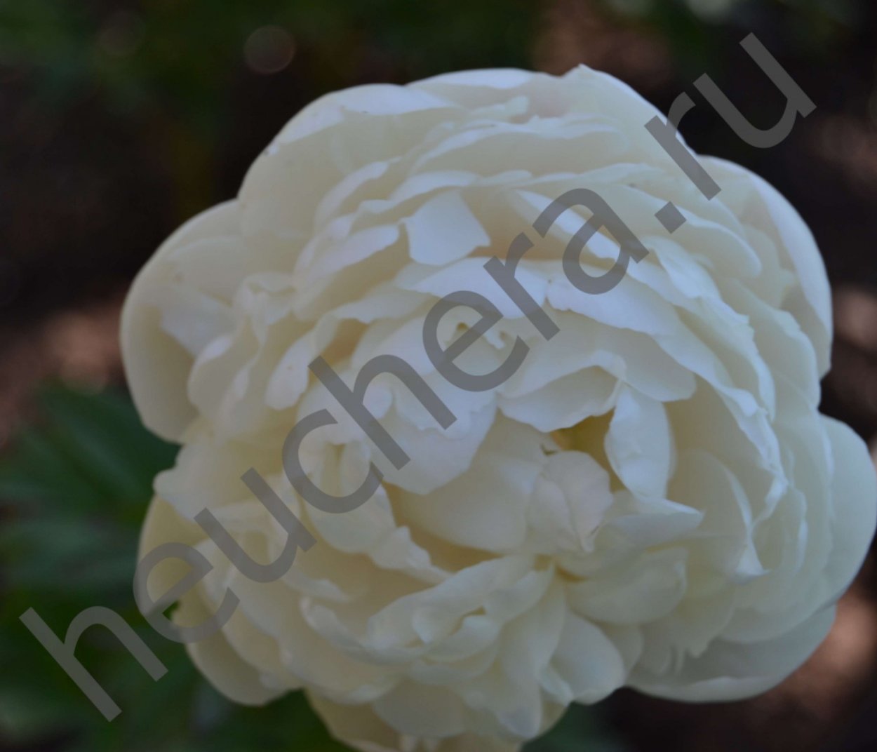 Пион Этчед Салмон