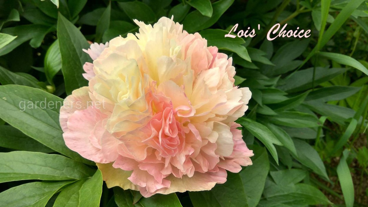 Пион Pastelegance