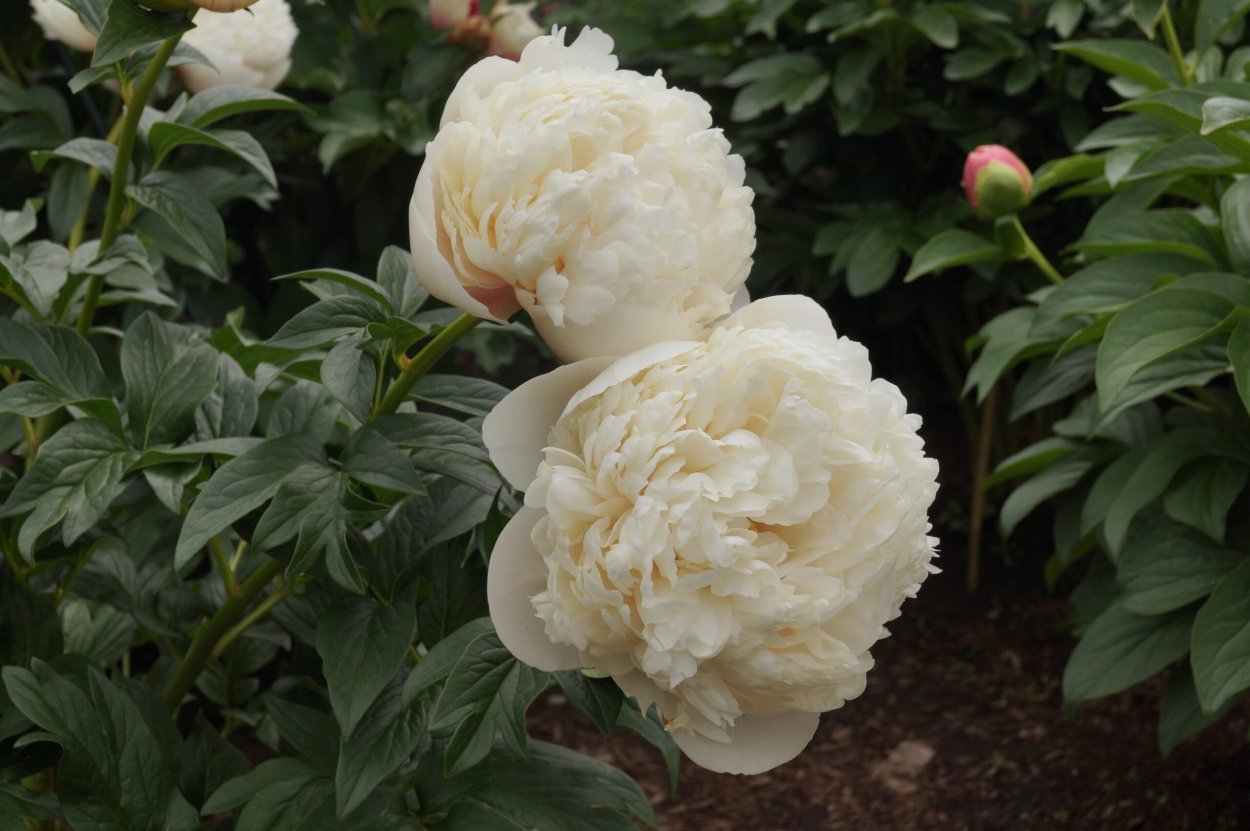 Пион Оуэн Казенс