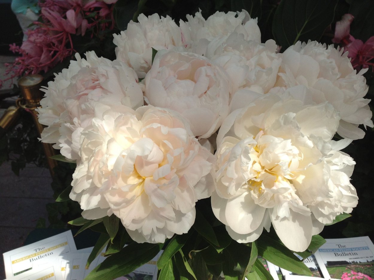 Сравнить пион Соланж пион межвидовой гибрид Колонел Оуэн Касинс