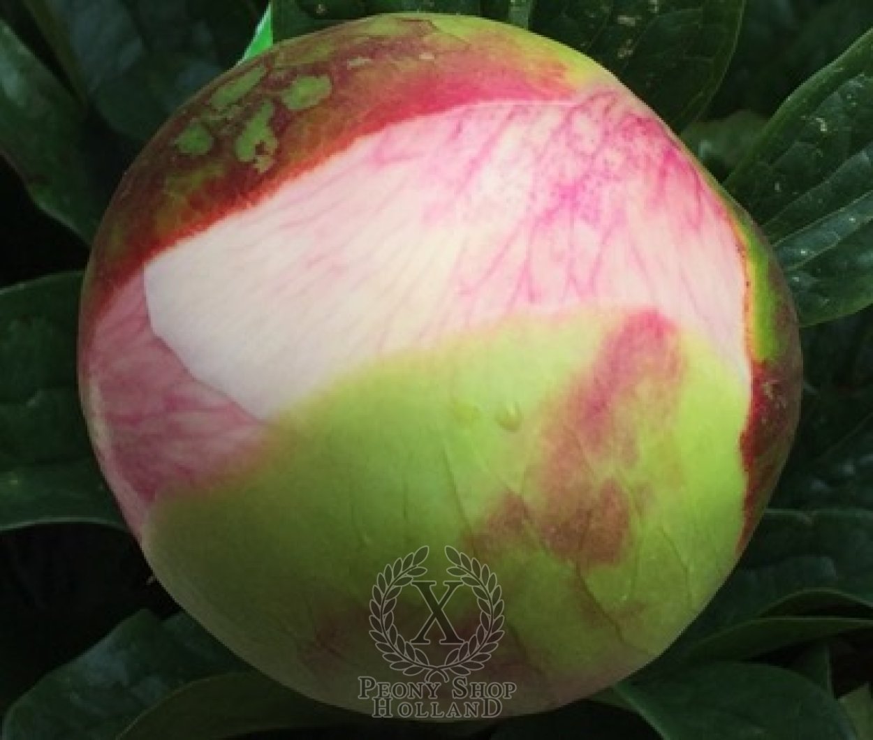 Джошуа Шольтен пионы