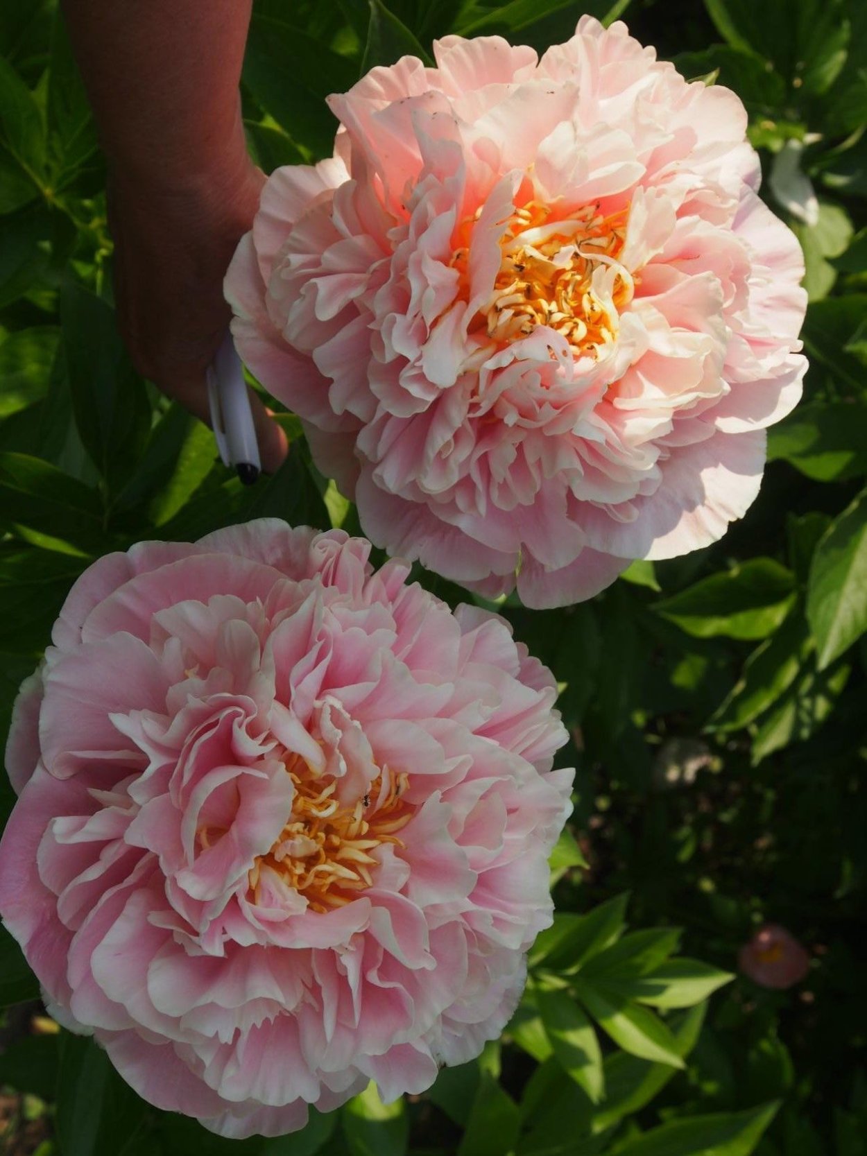 Пион молочноцветковый Ann cousins