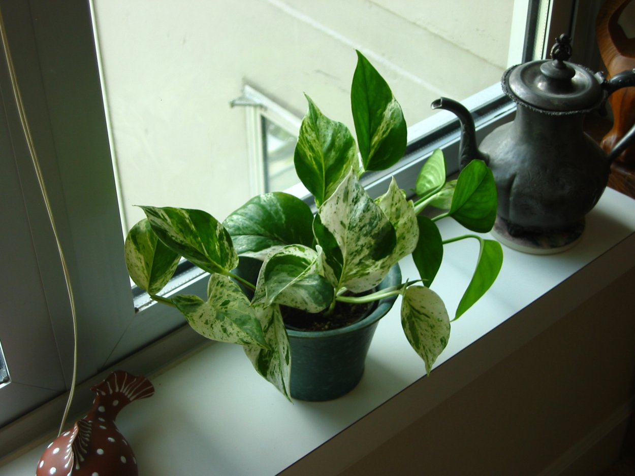 Вдовий плющ цветок