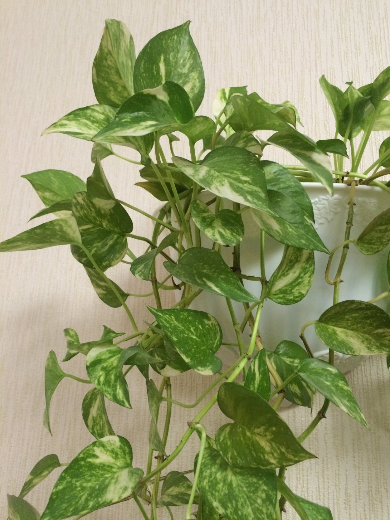 Лиана Эпипремнум