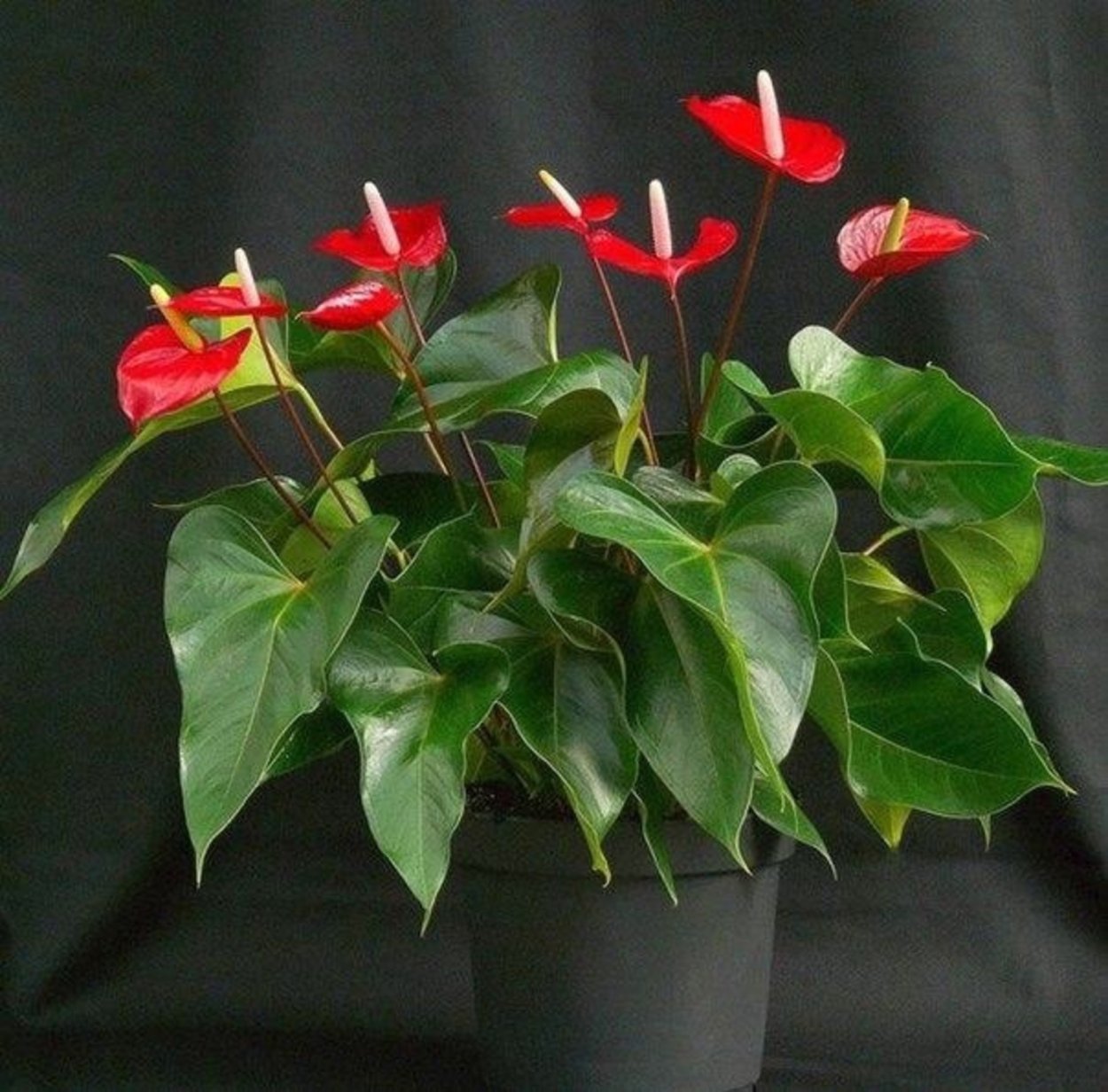 Антуриум лиановидный