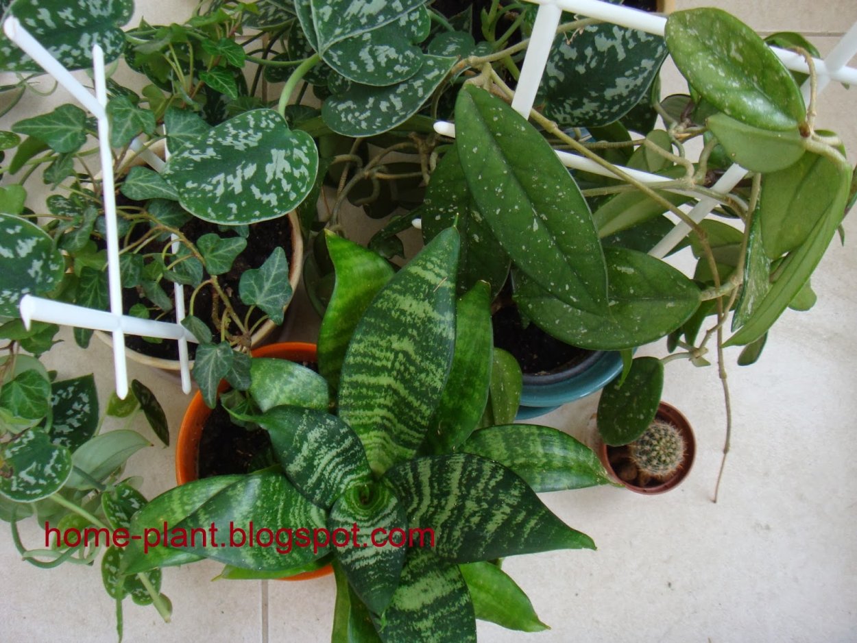 Монстера мужегон