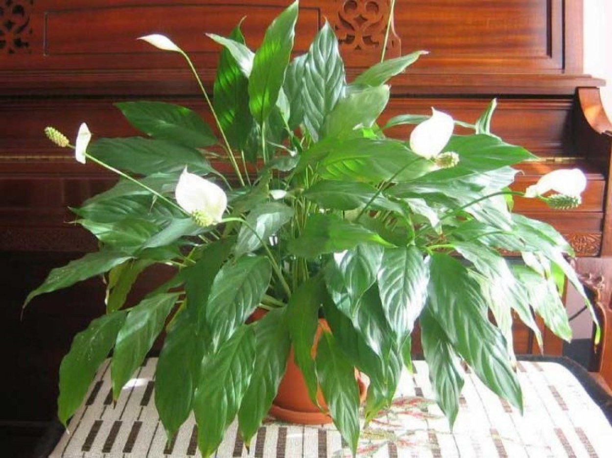 Спатифиллум Уоллиса (Spathiphyllum wallisii)