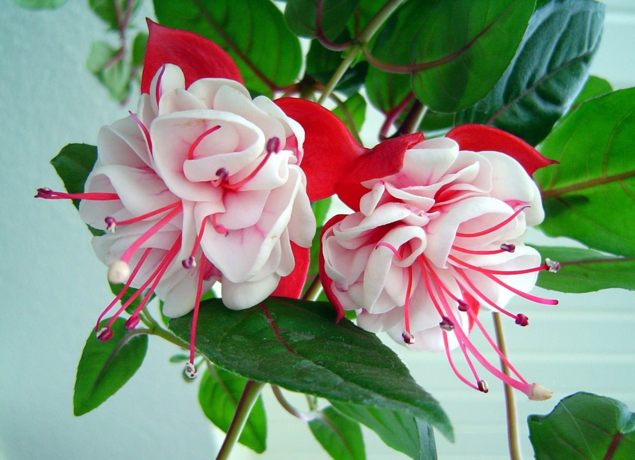 Фуксия Сноуфайр