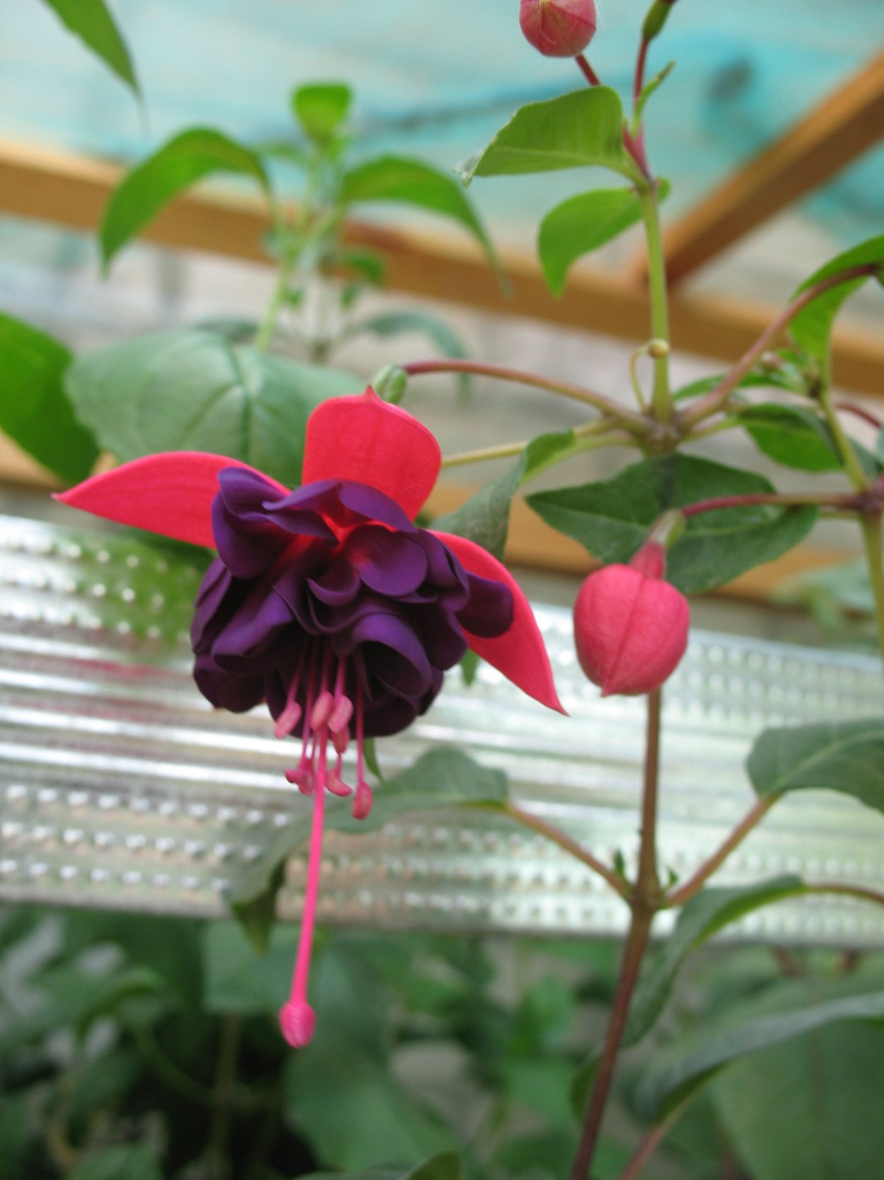 Фуксия доллар Принцессин