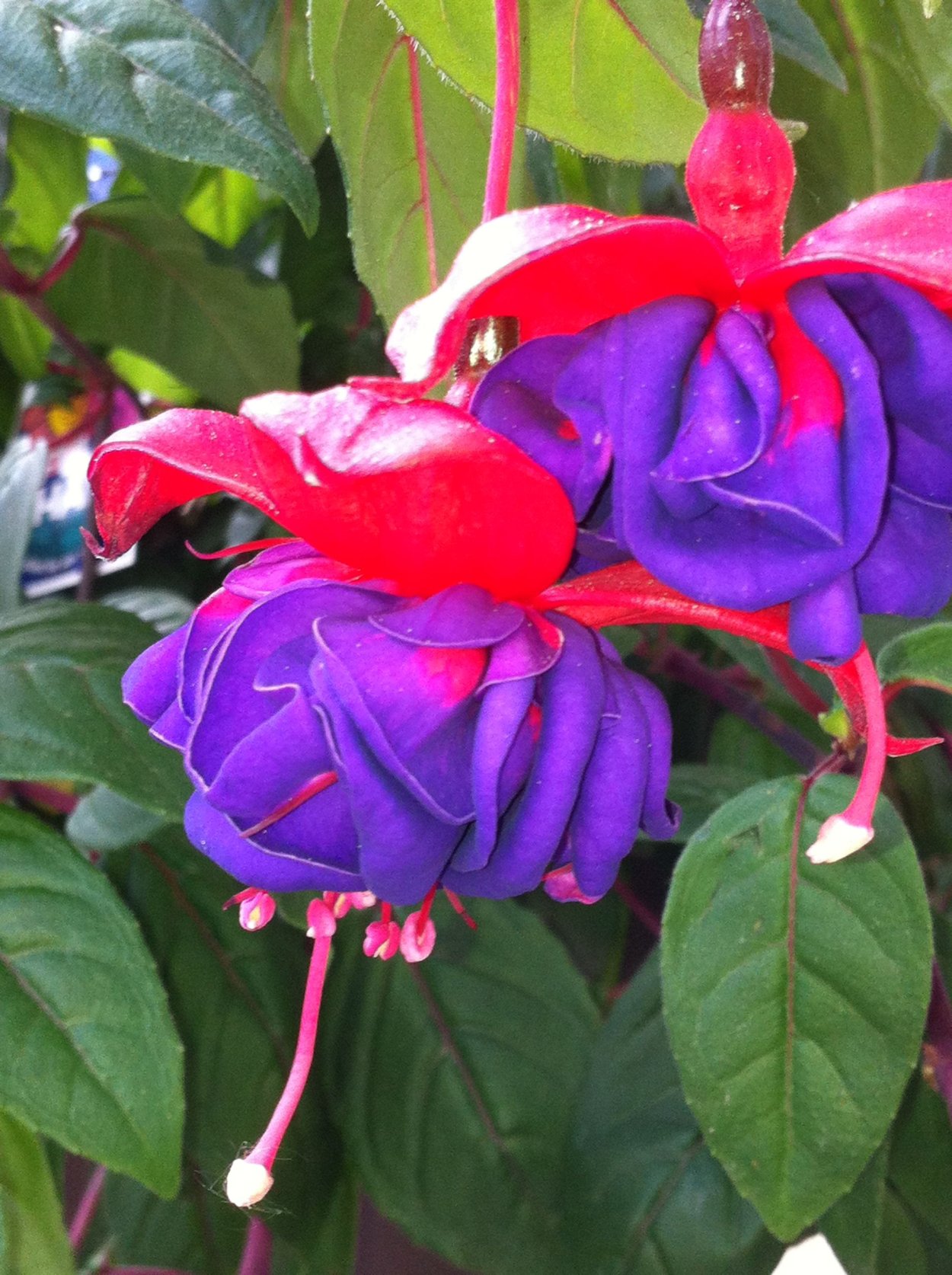 Фуксия Botanischer Garten