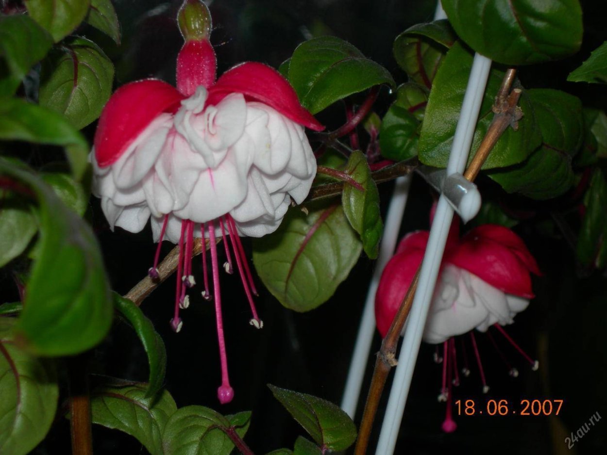 Фуксия Анабель балерина