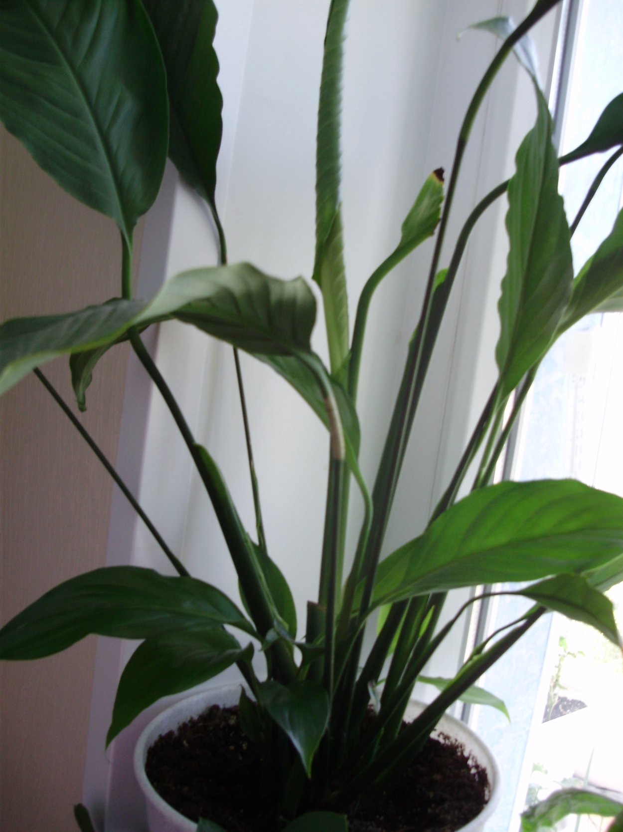 Диффенбахия мужегон