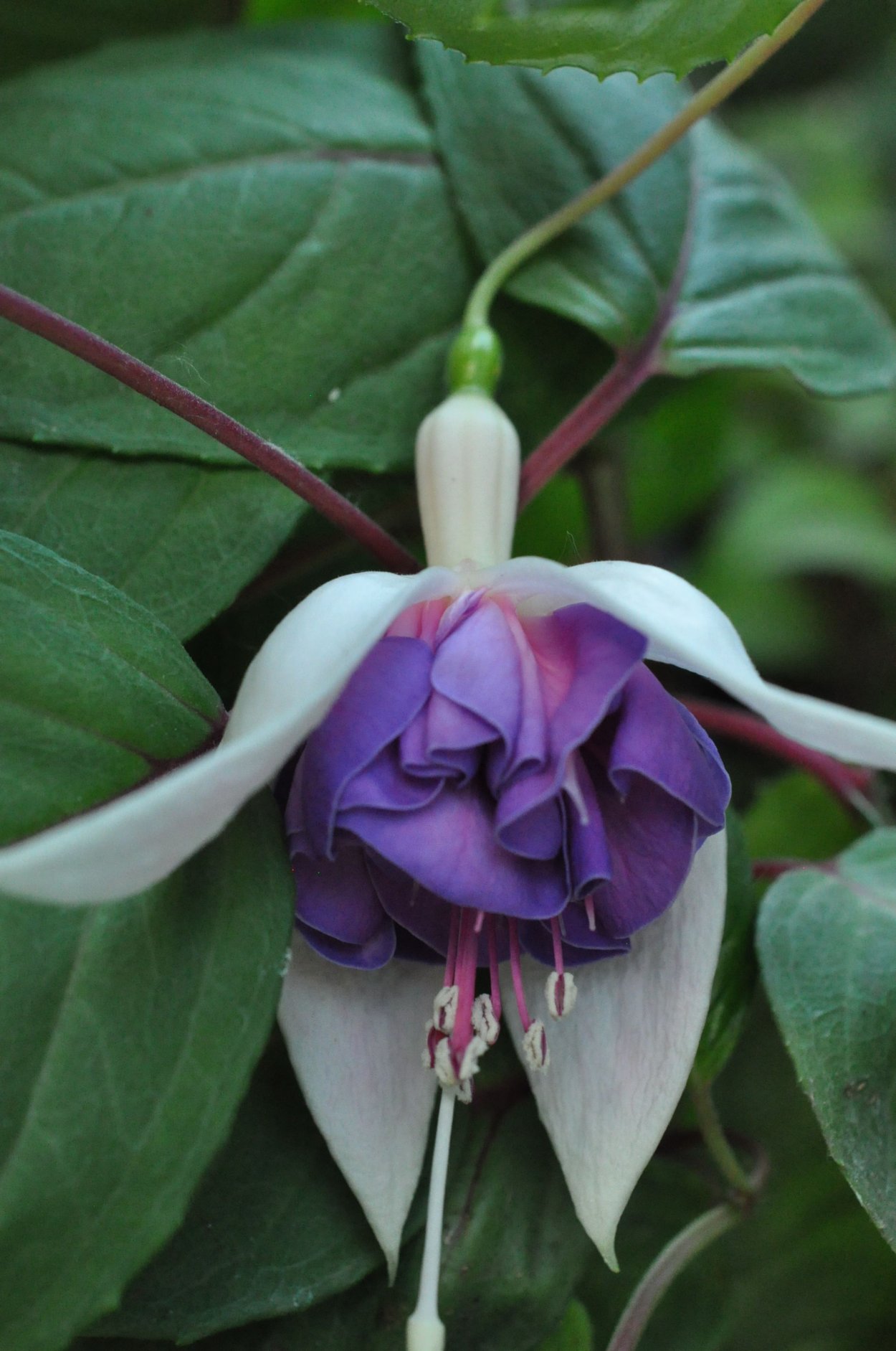 Golden Feli Fey фуксия