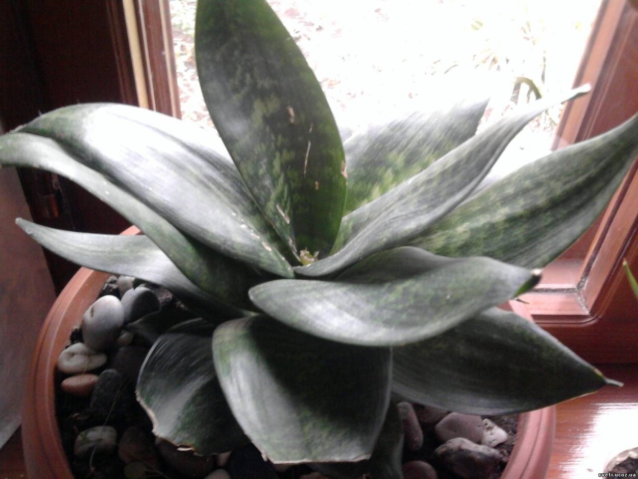 Цветок вдовы