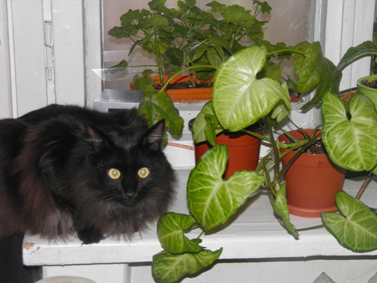 Цветок вдовий суеверия