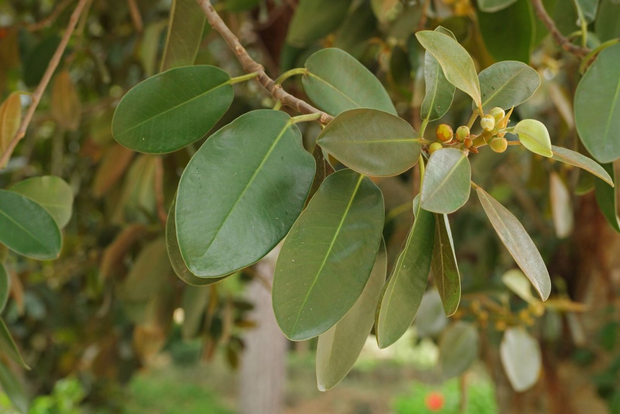 Фикус Тутовые