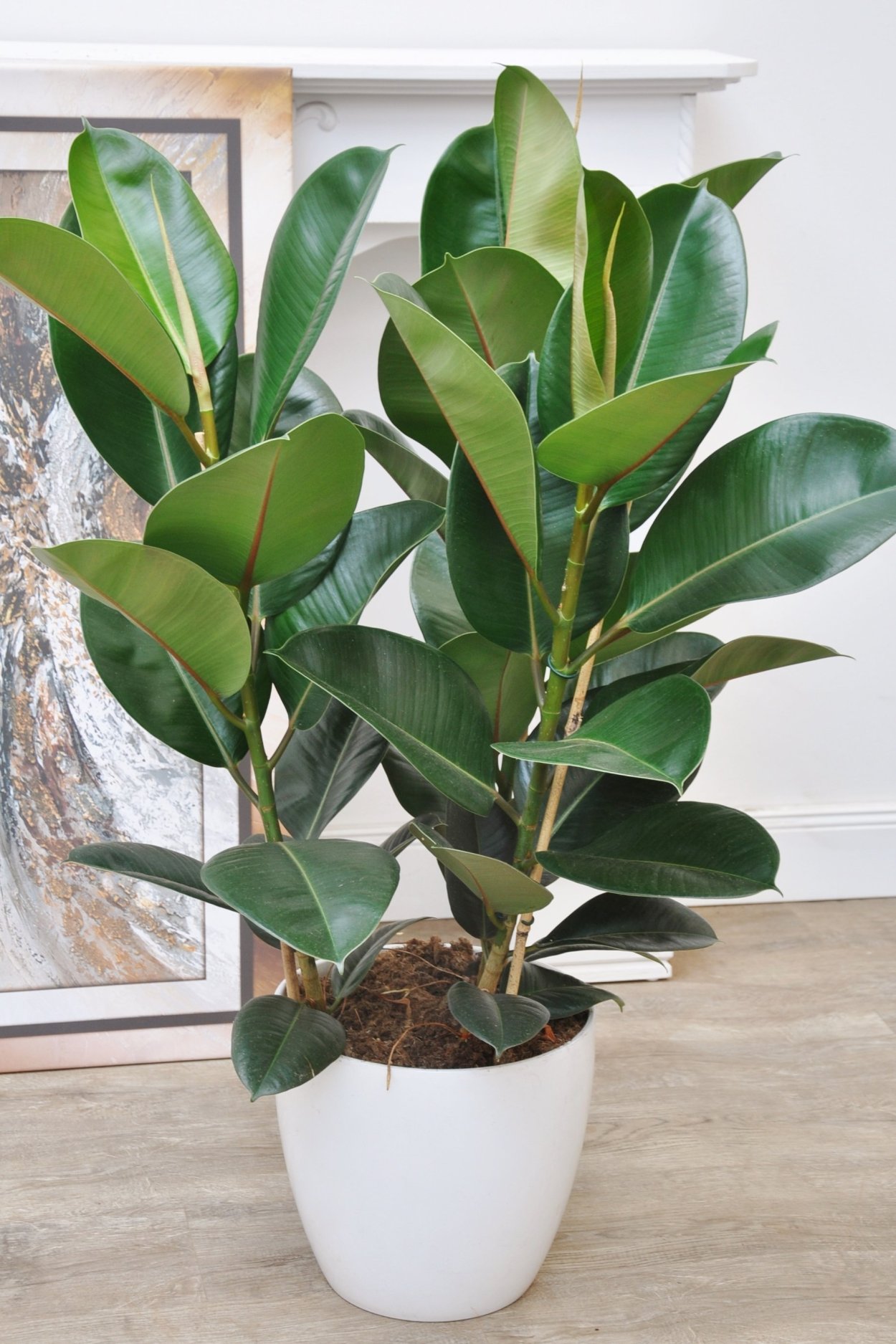 Фикус каучуконосный Робуста