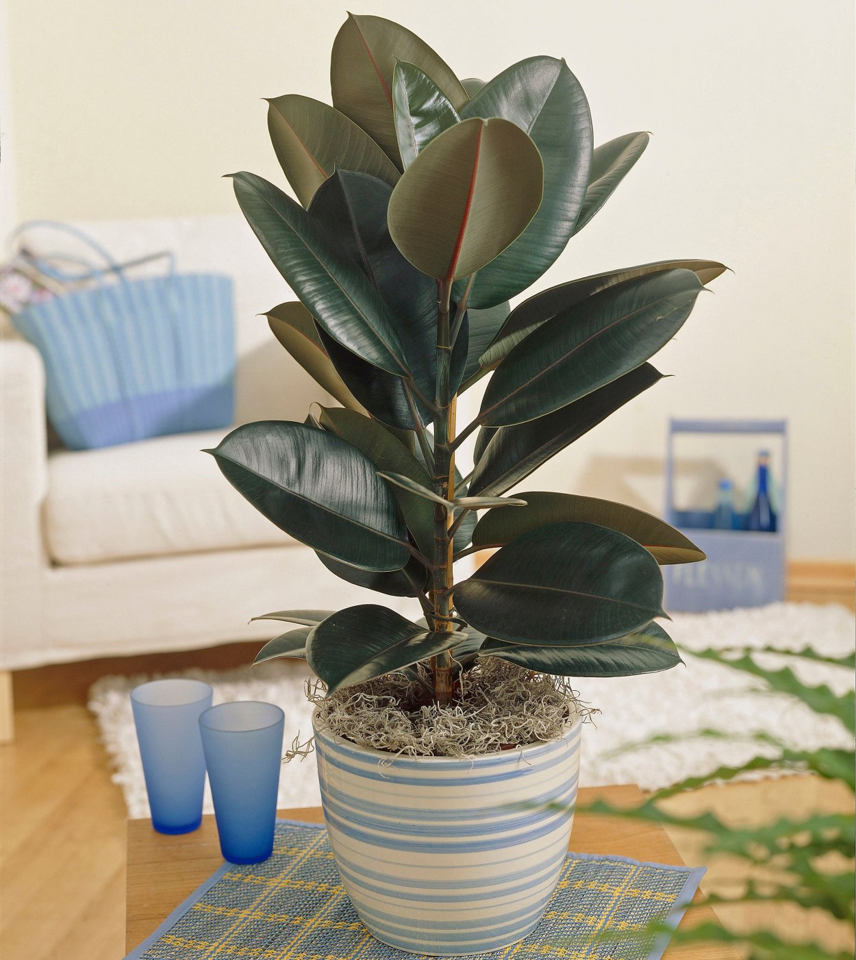 Фикус каучуконосный эластика