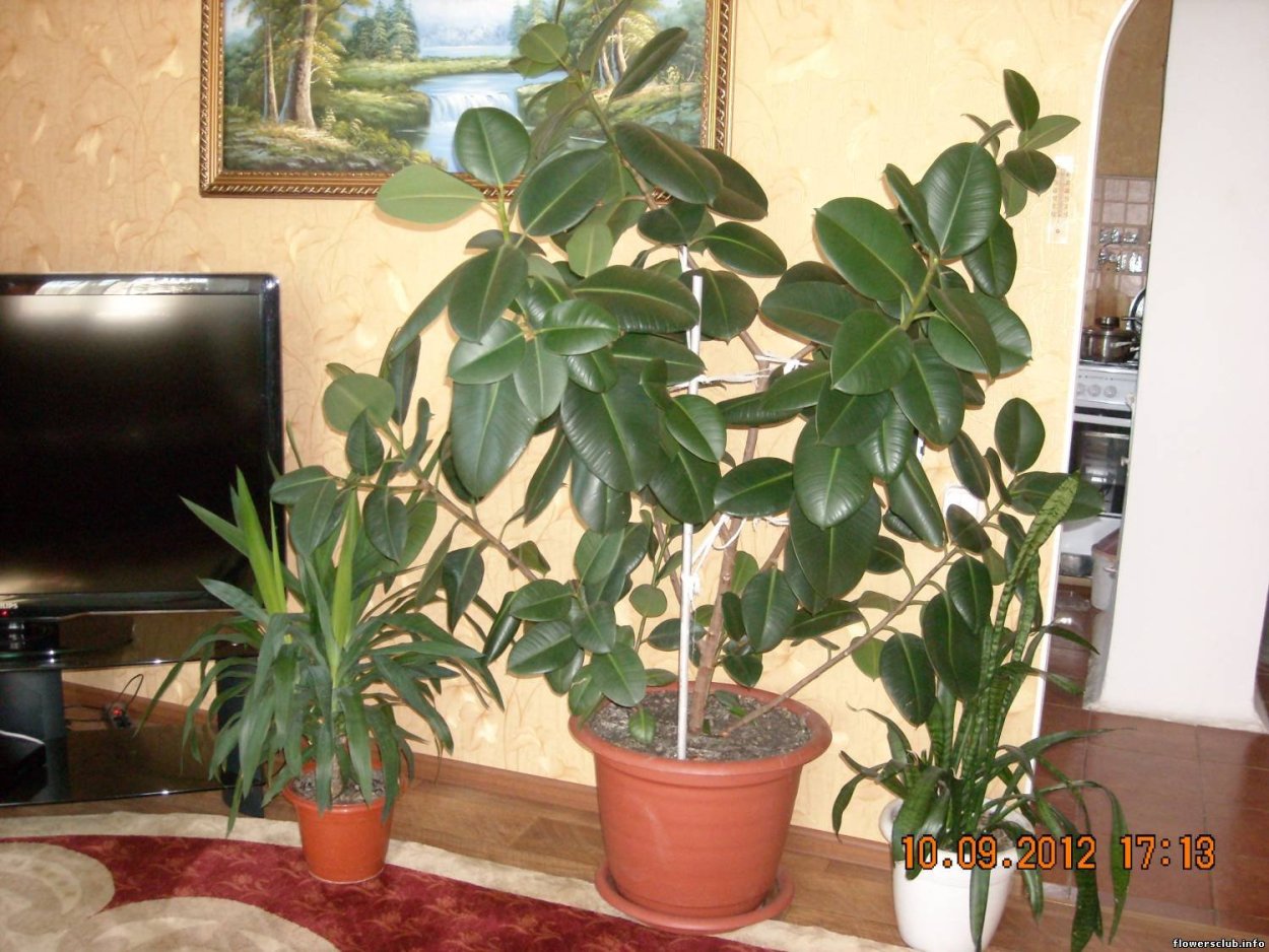 Фикусы не комнатные