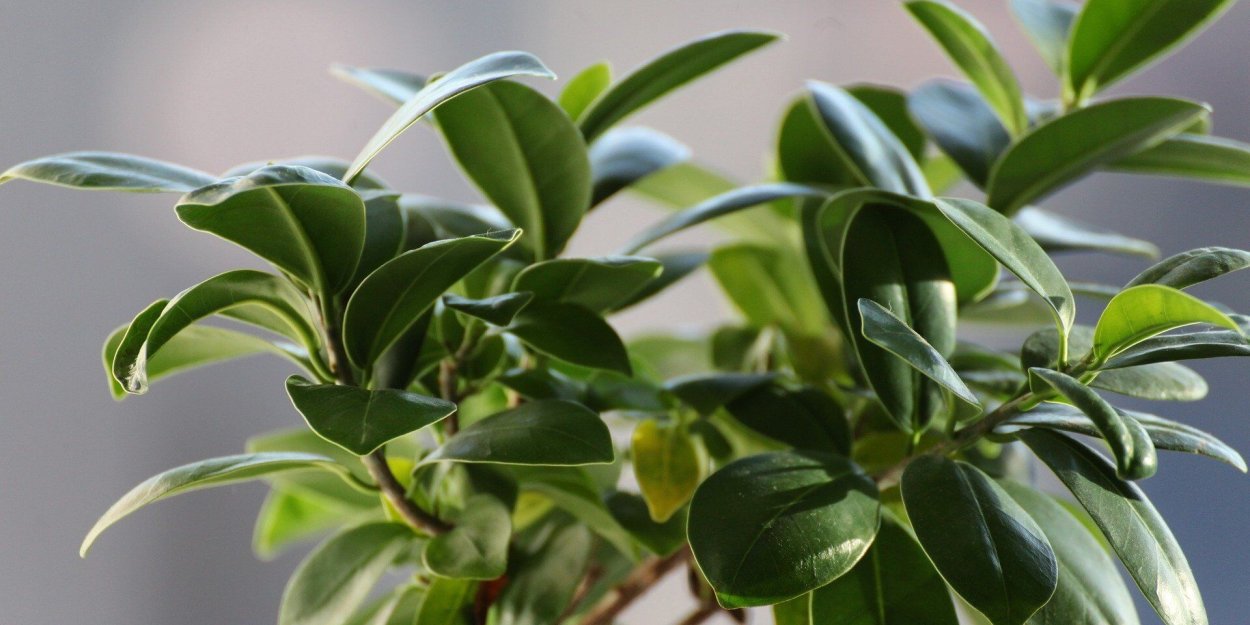 Фикус по фен шуй