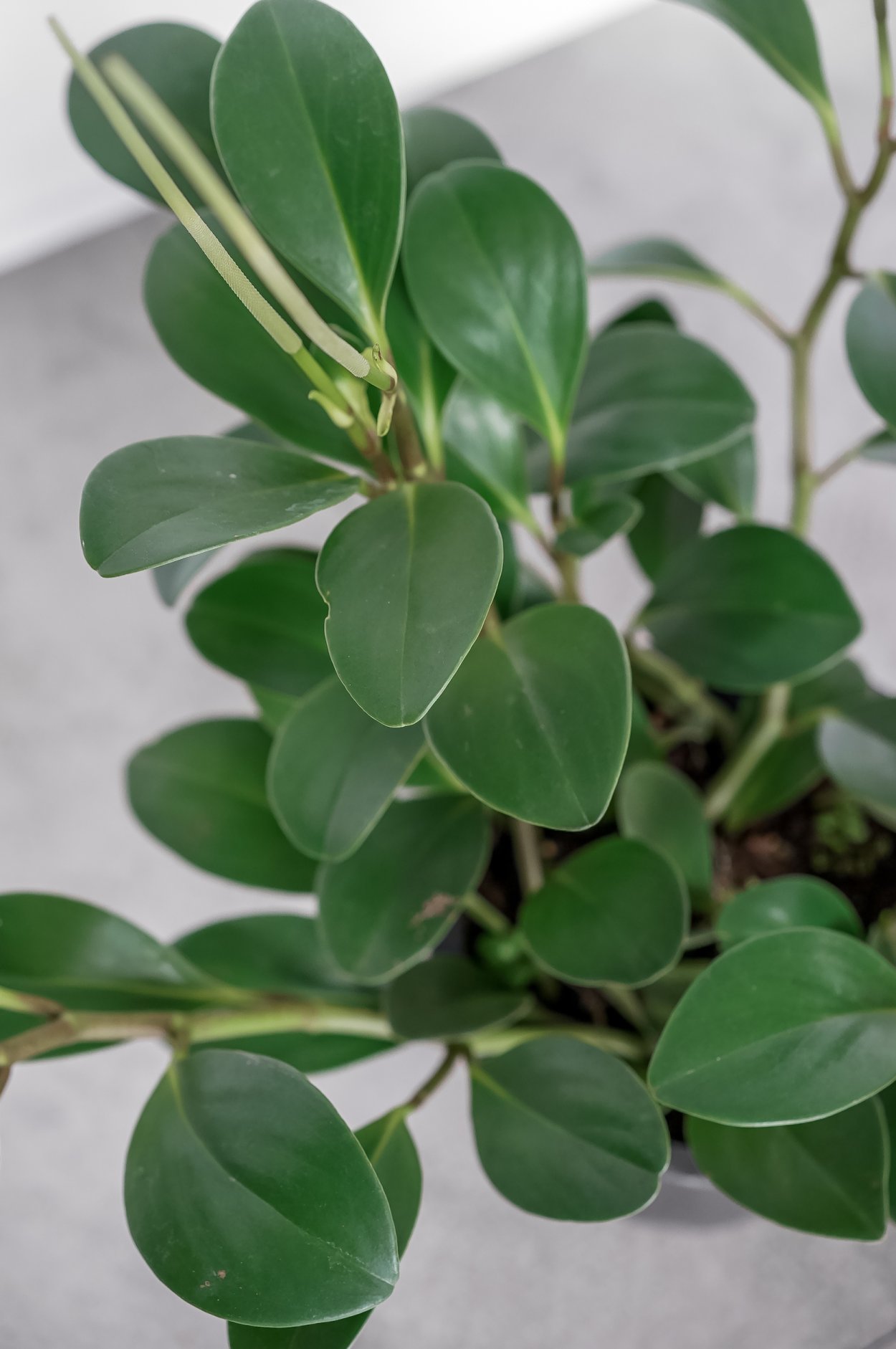 Пеперомия магнолиелистная