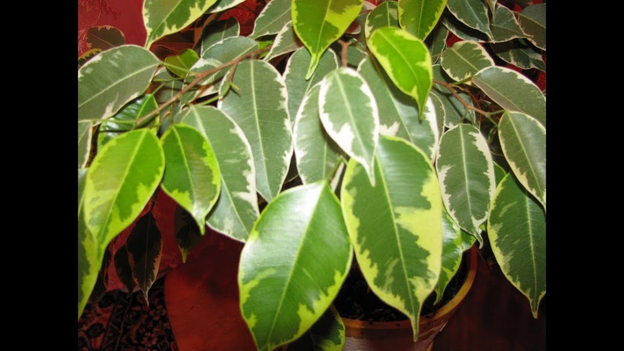 Фикус Бенджамина ржаволистный