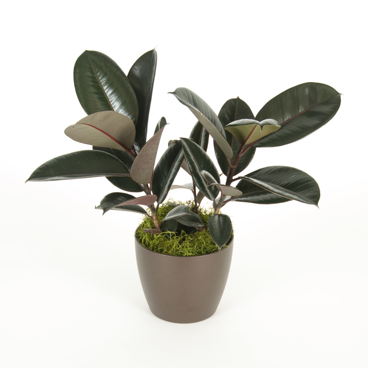 Каучуконосный фикус decora