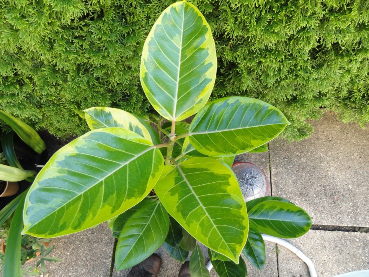 Фикус бенгальский тигр