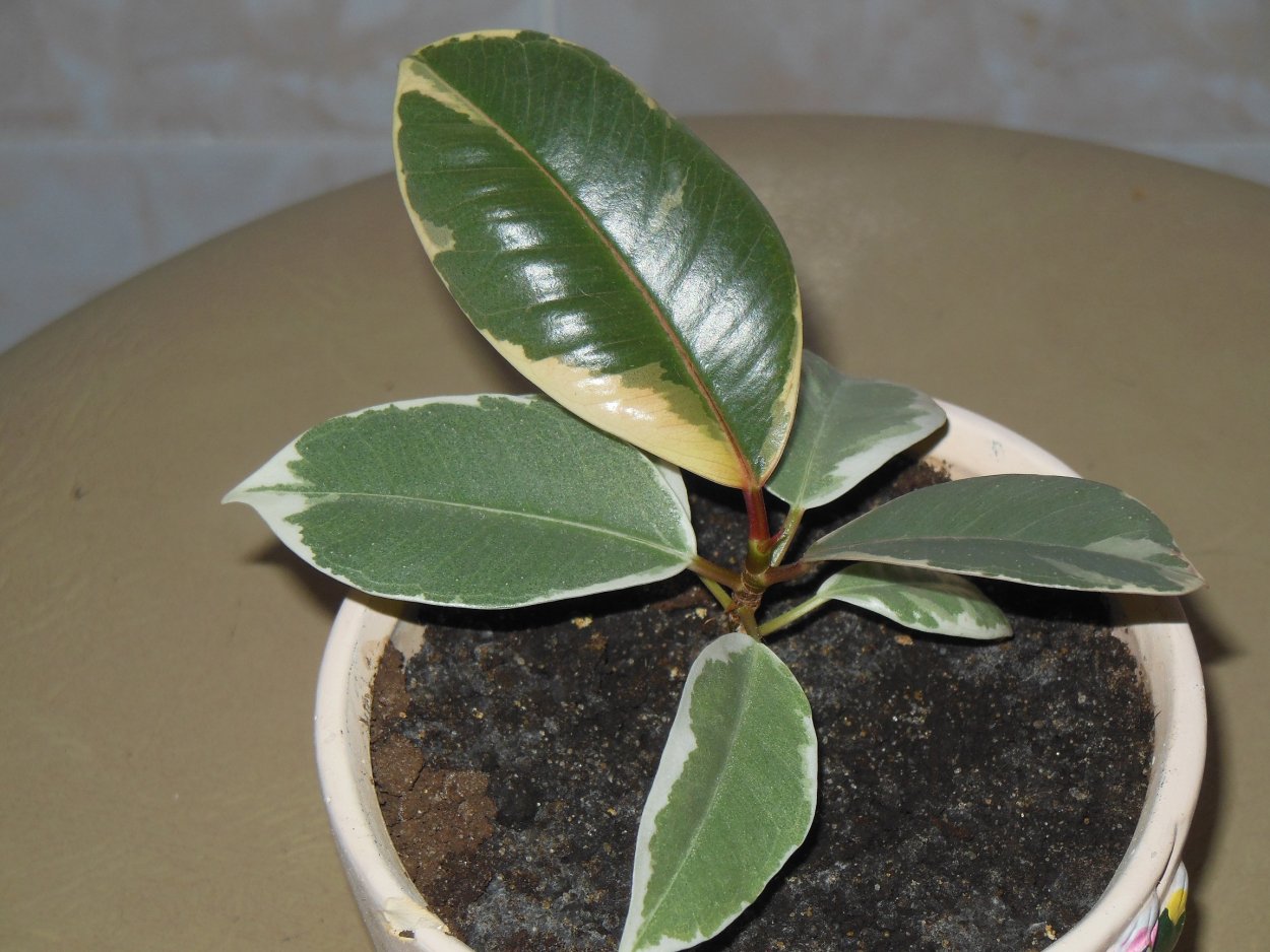 Фикус Фицджеральда