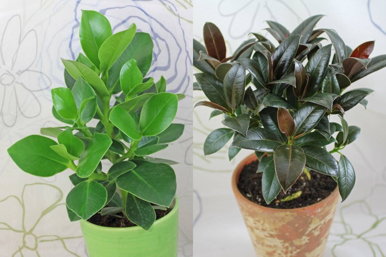 Фикус Мелани вариегатный