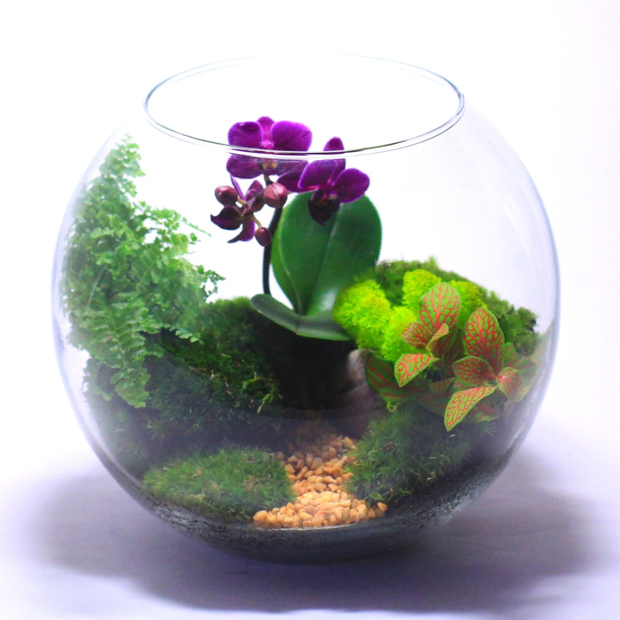 Растения в аквариуме флорариум