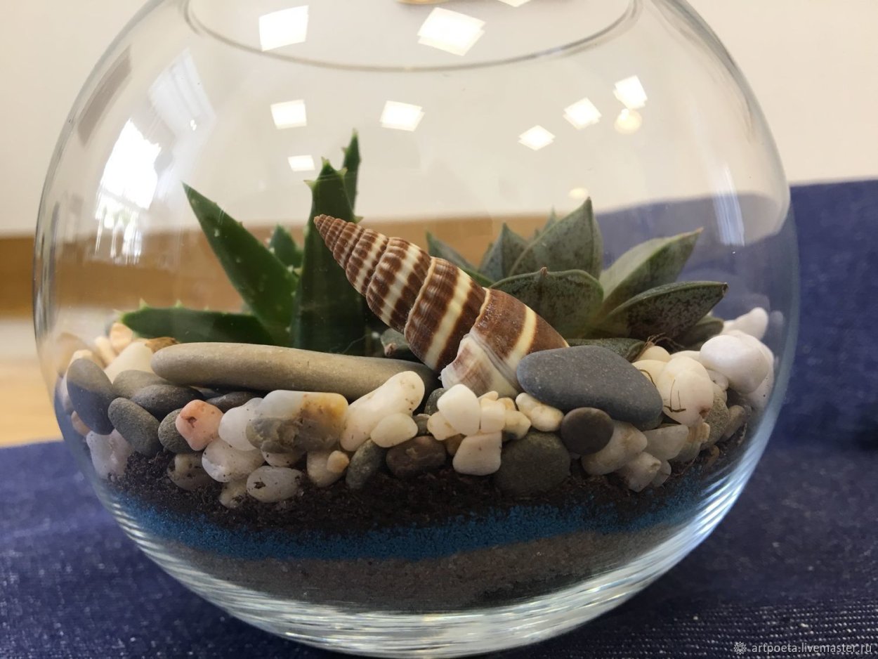 Гастерия флорариум