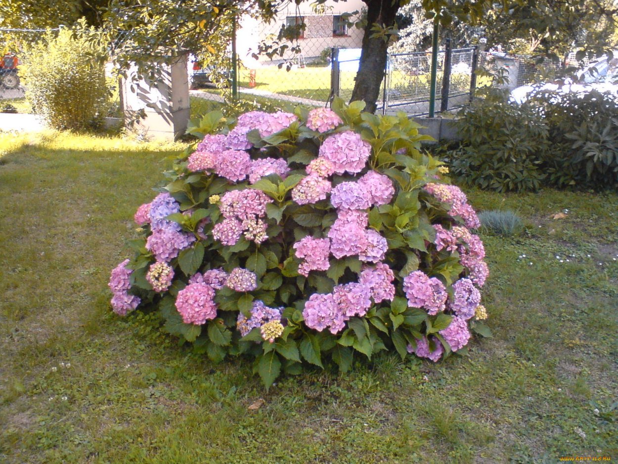 Гортензия метельчатая Харрис сувенир