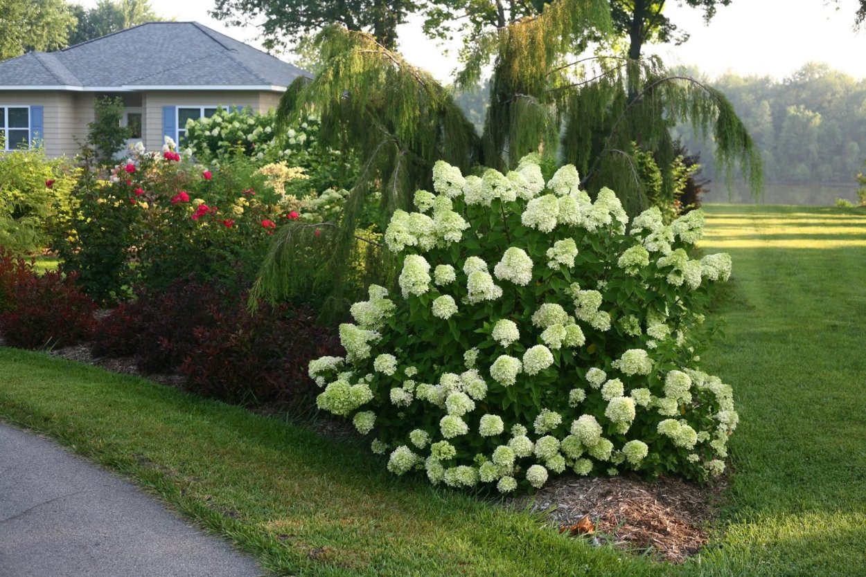 Гортензия Мэджикал Лаймлайт