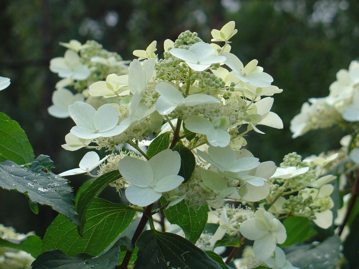 Гортензия хамелеон