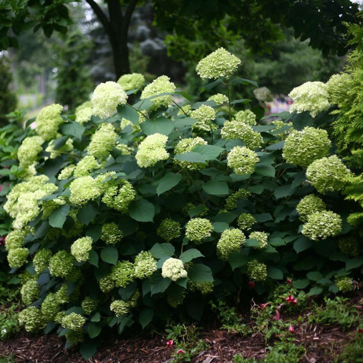 Гортензия Твист энд шаут