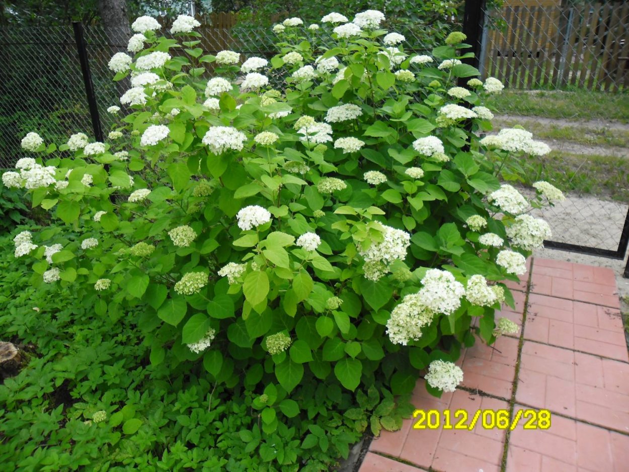 Древовидная кустарниковая гортензия