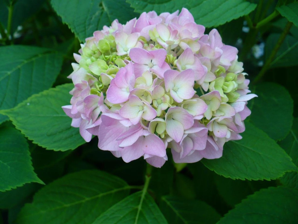 Гортензия метельчатая Лаймлайт