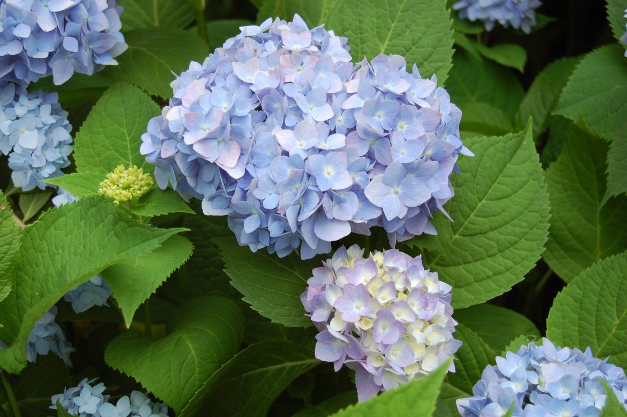 Гортензия СЕЭР Тереза