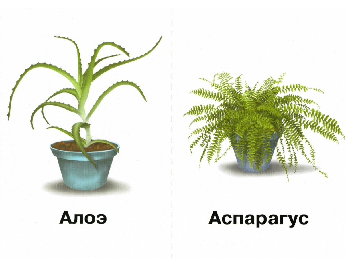 Комнатные растения для детей