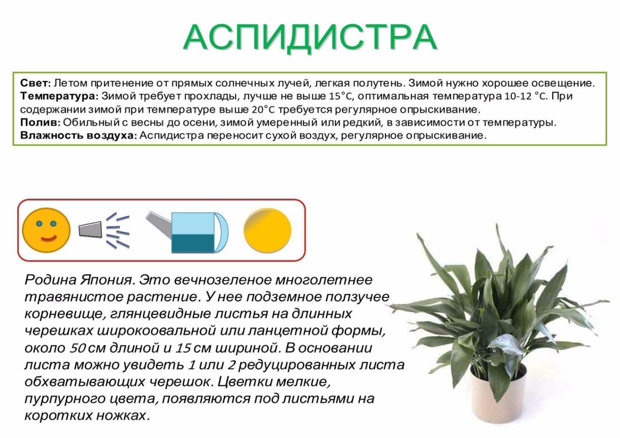 Паспорт комнатных растений в детском саду Аспидистра